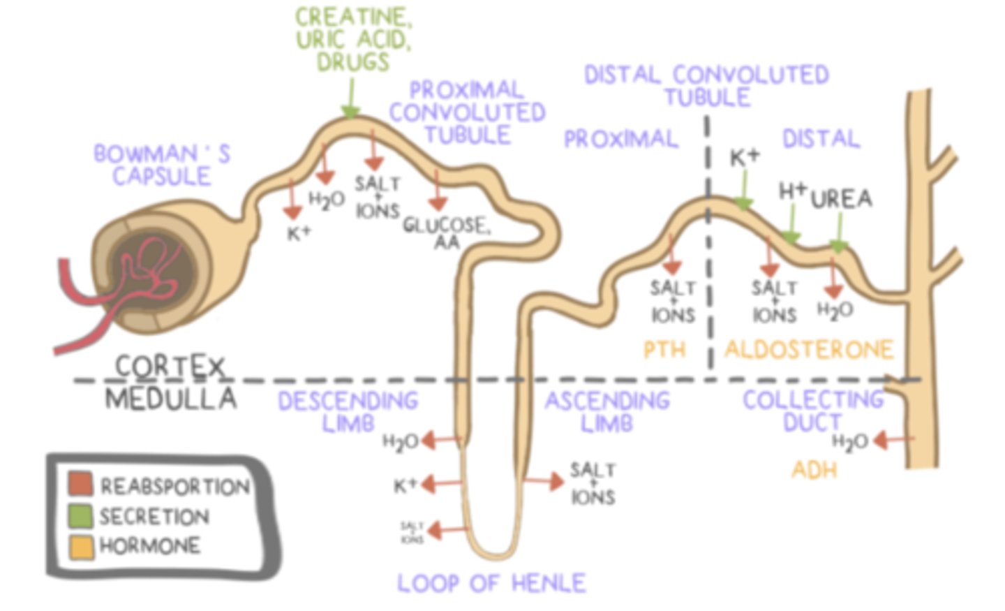 <p>loop of Henle</p>
