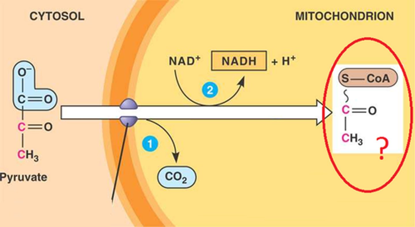 <p>To enter the Citric Acid Cycle, pyruvic acid is moved from the cytoplasm into the mitochondrion and converted to __________________</p>