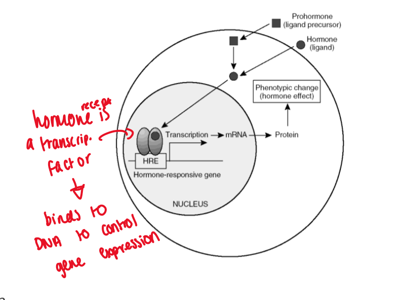 <ul><li><p>nuclear receptor proteins are transcription factors</p></li><li><p>hormone binds to receptor = binds to DNA to control gene expression</p></li></ul><p></p>