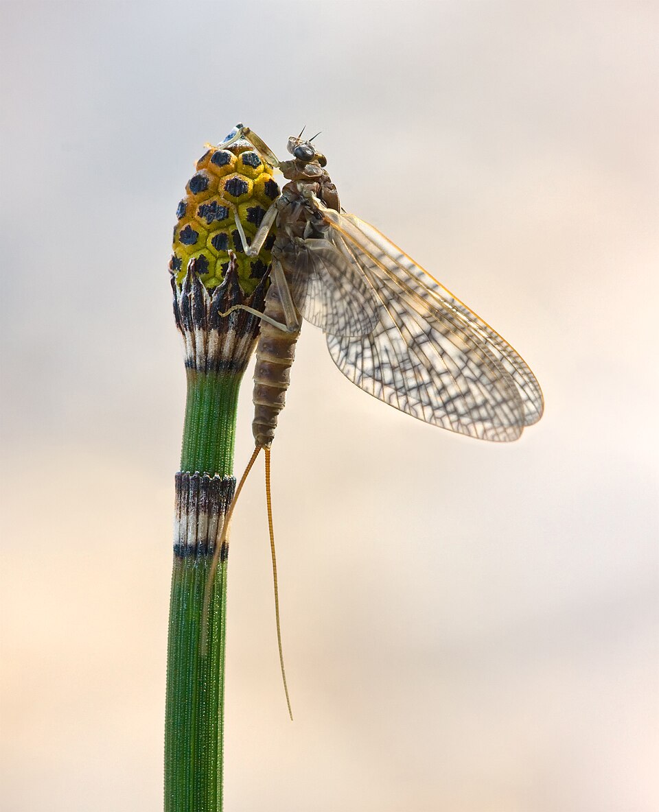 <p>mayflies (haften)</p>