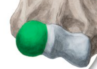 <p>(green highlight)</p>