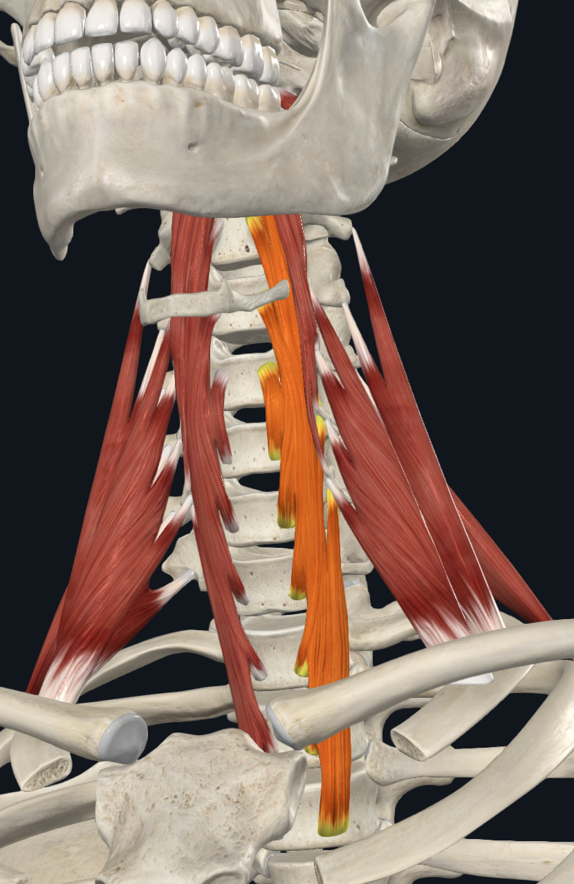 <p>What muscle is this?</p>