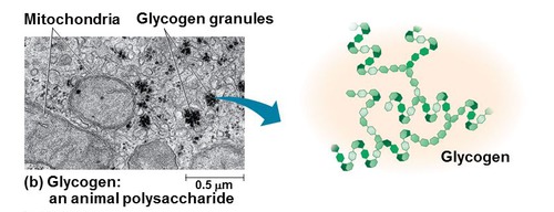 ~ shorter , unbranched chains of α-glucose 
~ highly unbrached chains amylopectin
~ Very compact molecule so good for storage
~ Glycogen is insoluble so does not effect water potential inside a cell
~ Smaller chains of 1-4 glyosidic bonds
functions:
 Loads of side branches means that glucose can be released quickly to provide energy
~ Way excess glucose is stored in animals
storage for excess sugar in liver