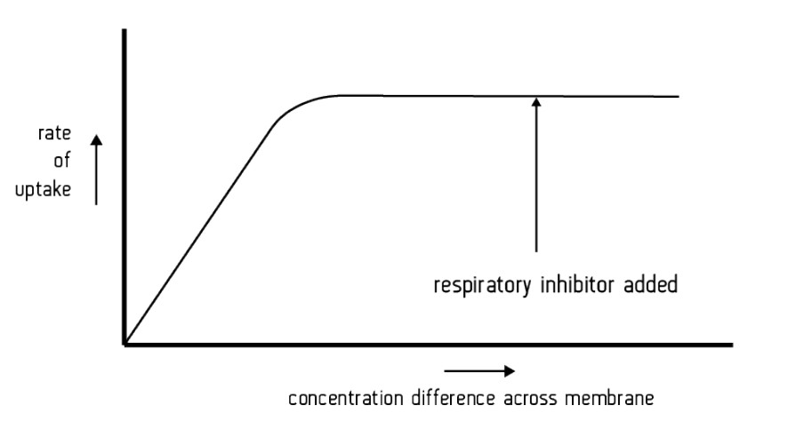 <p>There is an initial increased rate of diffusion as the concentration gradient becomes steeper. This is due to the channel and carrier proteins facilitating (helping) the process.</p><p>Rate of diffusion levels off at higher concentration differences. This is due to the channel or carrier proteins being occupied – this limits the rate of diffusion. </p><p>Facilitated diffusion is not affected by respiratory inhibitors (which stop ATP production) as ATP is not required.</p>