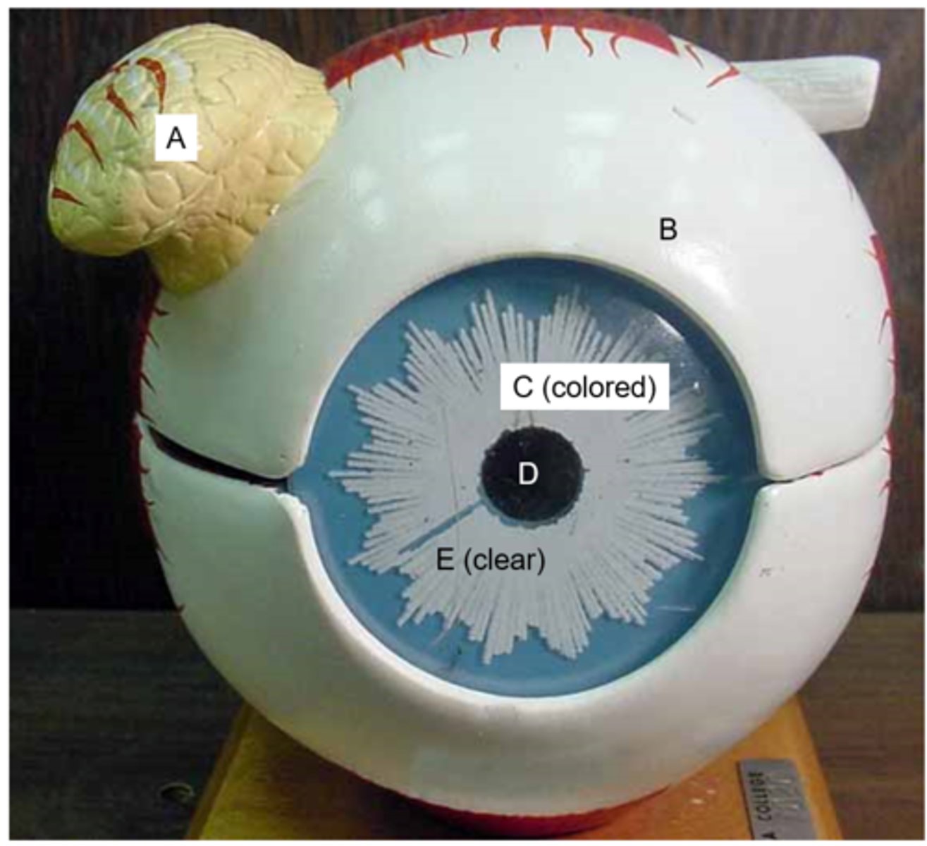 <p>What structure is the letter A?</p>