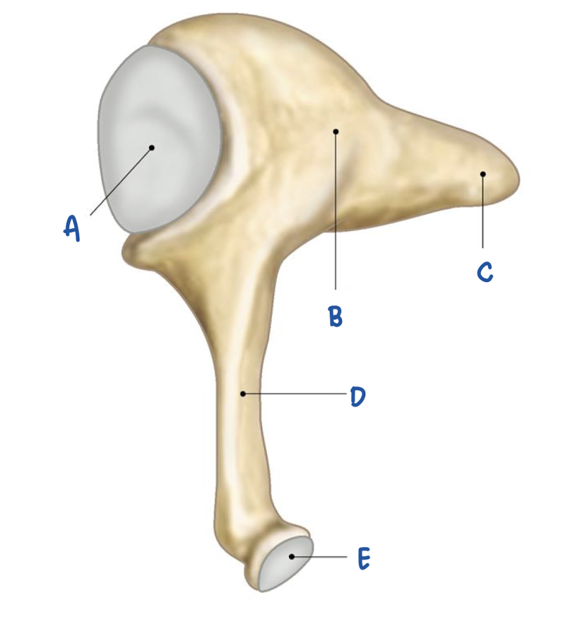 <p>What part of the incus is labeled E?</p>