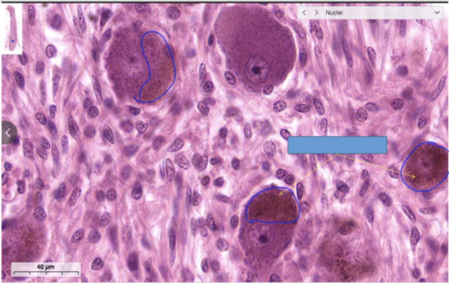 <p>Identify the structure</p>