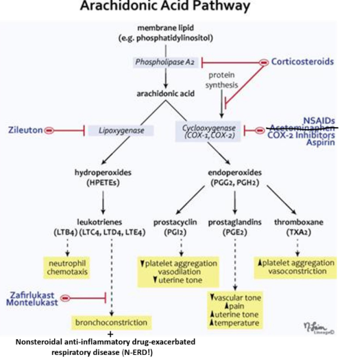 <p>prostaglandins and leukotrienes are the two formed in this pathway</p><p>in cell membrane, a membrane lipid → makes leukotrienes and PGE</p><p>if cell has phospholipase-A2, then the membrane lipid → arachidonic acid</p>