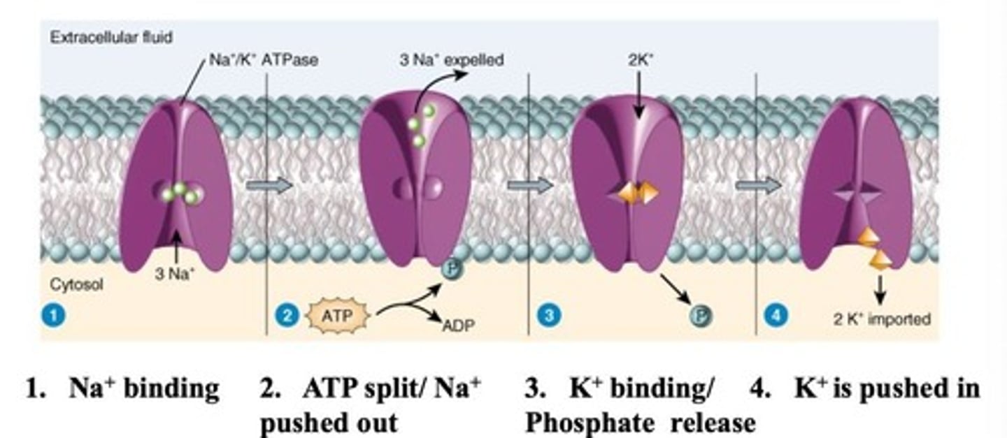 <p>Pumps 3 Na+ out and 2 K+ into cells.</p>