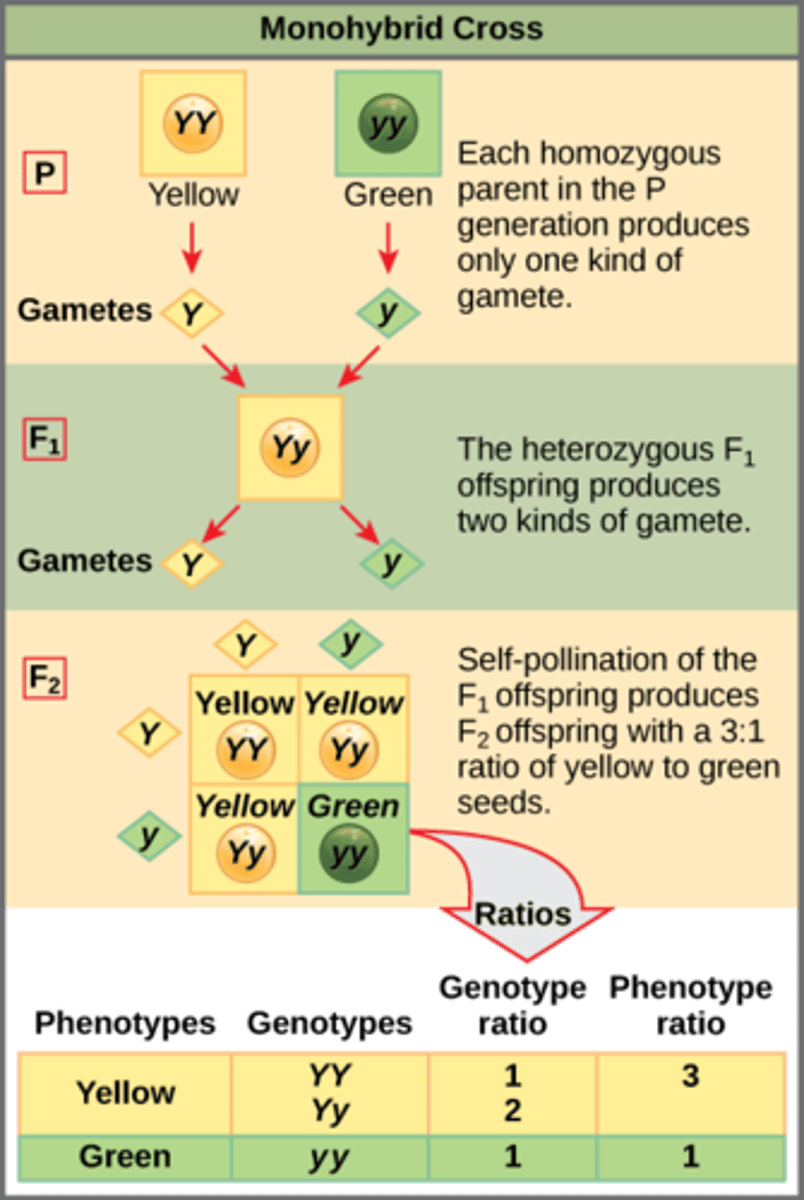 <p>genotypes of both parents</p>
