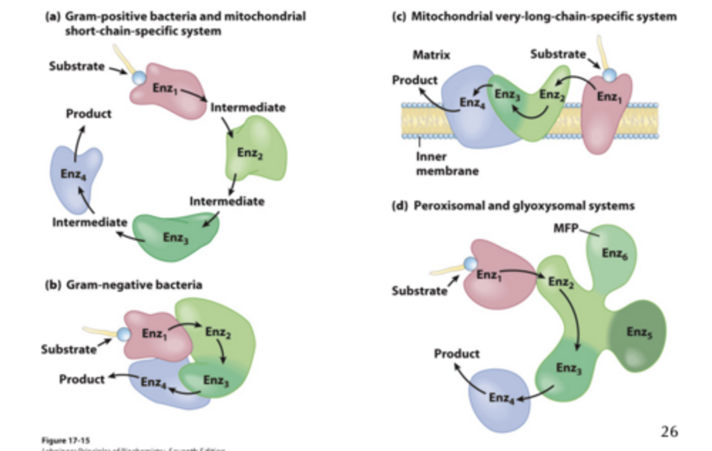<p>a Single multifunctional Protein</p><p>* general dont memorize</p>