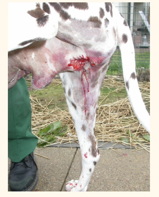 <ul><li><p><strong>Haematuria :</strong> UT trauma/cyctitis/ ooze around surgical site</p></li><li><p><strong>Stenosis</strong>: stoma can reduce 50% of size</p><ul><li><p>ensure meticulous appositional urothelium and skin closure</p></li><li><p>big enough stoma as possible</p></li><li><p>no one pokes the site! do not clean!</p></li></ul></li><li><p><strong>Incontinence </strong></p></li><li><p><strong>Urinary tract infection</strong></p></li></ul><p></p>