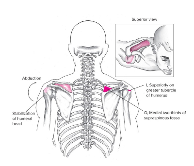 <ul><li><p><strong><u><span style="font-family: Arial, sans-serif">Origin</span></u></strong><span style="font-family: Arial, sans-serif">: supraspinous fossa</span></p></li><li><p><strong><u><span style="font-family: Arial, sans-serif">Insertion</span></u></strong><span style="font-family: Arial, sans-serif">: greater tubercle of humerus&nbsp;</span></p></li><li><p><strong><u><span style="font-family: Arial, sans-serif">Action(s)</span></u></strong><span style="font-family: Arial, sans-serif">:&nbsp;</span></p><ul><li><p><span style="font-family: Arial, sans-serif">ABduction&nbsp;</span></p></li></ul></li><li><p><strong><u><span style="font-family: Arial, sans-serif">Antagonist</span></u></strong><span style="font-family: Arial, sans-serif">:STMajorLC</span></p><ul><li><p><span style="font-family: Arial, sans-serif">Subscapularis,</span></p></li><li><p><span style="font-family: Arial, sans-serif">&nbsp;Teres Major,</span></p></li><li><p><span style="font-family: Arial, sans-serif">&nbsp;Latissimus dorsi,&nbsp;</span></p></li><li><p><span style="font-family: Arial, sans-serif">Coracobrachiallis</span></p></li></ul></li></ul>