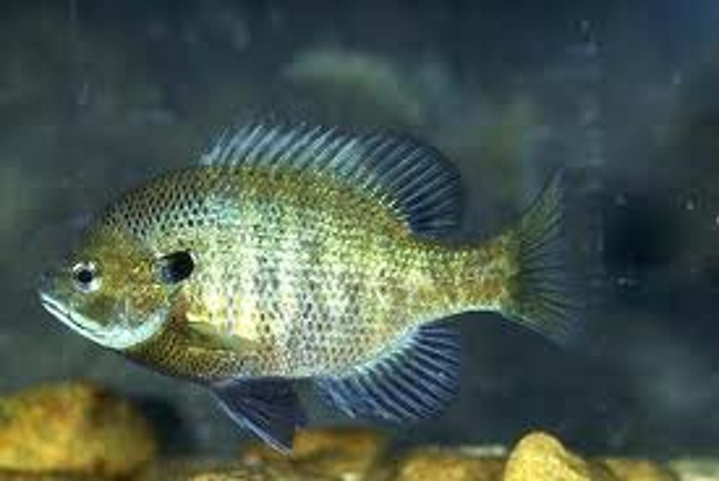 <p>Lepomis macrochirus</p>