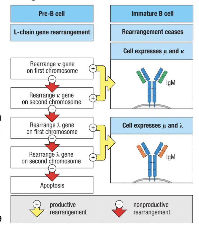 <ul><li><p><span><span>Following 1st checkpoint, pre-B cells proliferate and become late (small) pre-B cells</span></span></p></li><li><p><span><span>Pre-BCR signaling feedback turns off SLC expression, RAG genes reactivated (via IRF4 and 8) → light chain rearrangements</span></span></p><ul><li><p>Mice rearrange K<sub>L</sub>-locus before λ<sub>L</sub>-locus, random in humans (50/50 in humans)</p></li></ul></li><li><p><span><span>Successful light chain rearrangement pairs with heavy chain in ER→ expression on cell surface as </span><strong><span>BCR</span></strong><span> complex</span></span></p></li><li><p><span><span>Low level (tonic) BCR signaling → survival (</span><strong><span>positive selection/ 2nd checkpoint</span></strong><span>), turns off further rearrangements</span></span></p></li><li><p><span><span>Success ... we now have immature B cells</span></span></p></li></ul><p>signalling feedback turn of gene for surrogate light chain</p>