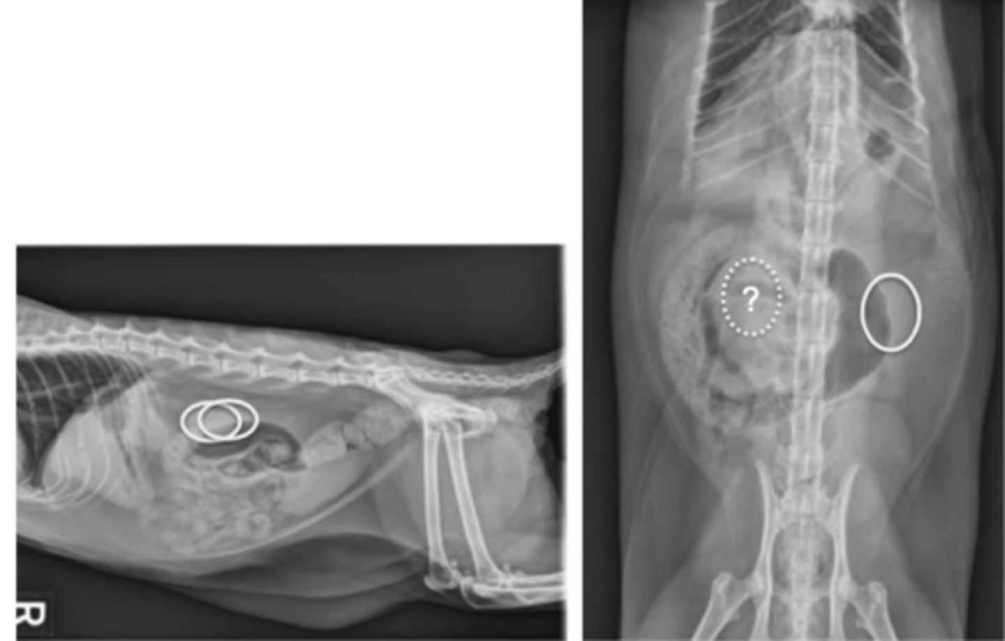 <p>Number: 2</p><p>Location: Retroperitoneal space (L1-L4, right may be more cranial)</p><p>Shape: round or oval</p><p>Margination: smooth</p><p>Opacity: soft tissue</p><p>Size: 1.9-2.6x L2 vertebra (intact cats can be up to 3x)</p>