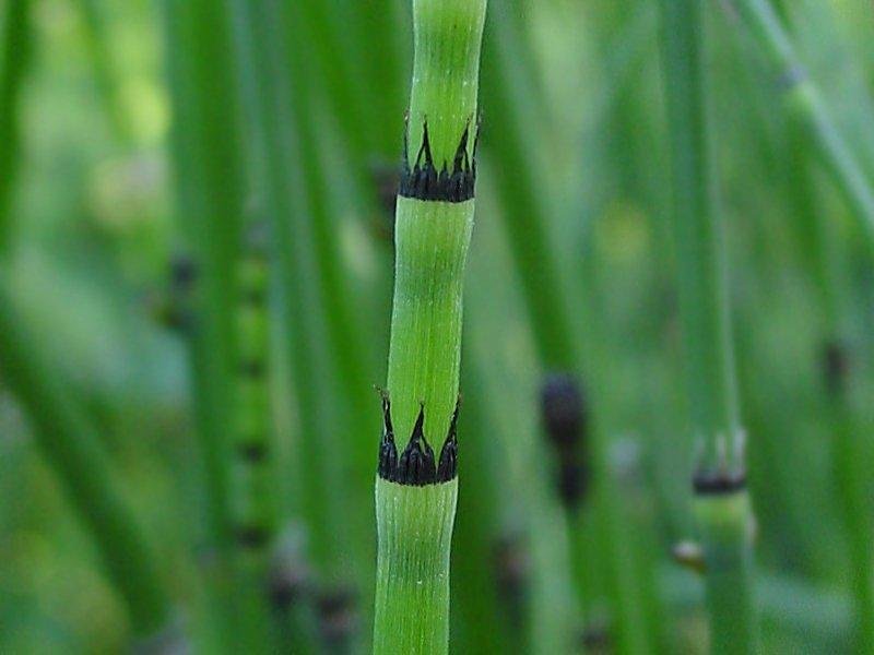 Scouringrush horsetail