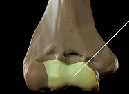 <p>Yellow (Humerus)</p>