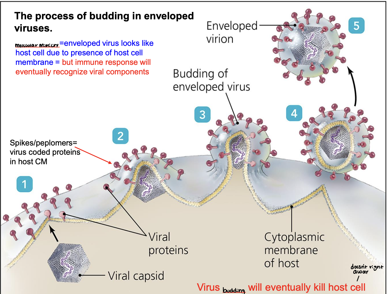 <ul><li><p><span style="color: red;"><strong>Molecular mimicry =</strong> </span>enveloped virus looks like host cell due to presence of host cell membrane = but immune response will eventually recognize viral components&nbsp;</p></li><li><p><span style="color: red;"><strong>Virus budding will eventually kill host cell&nbsp;</strong></span></p></li></ul><p></p>