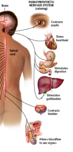 <p>calms the body, conserving its energy </p><ul><li><p>rest or digest </p><ul><li><p>brake pedal of a car </p></li></ul></li><li><p>decelerates heartbeat, lowers blood pressure, stimulates digestion, processes waste and calms the body</p></li></ul>