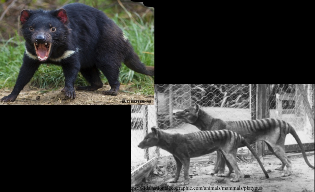 <p>Australian carnivorous mammals; Tasmanian Devil and Thylacine</p>