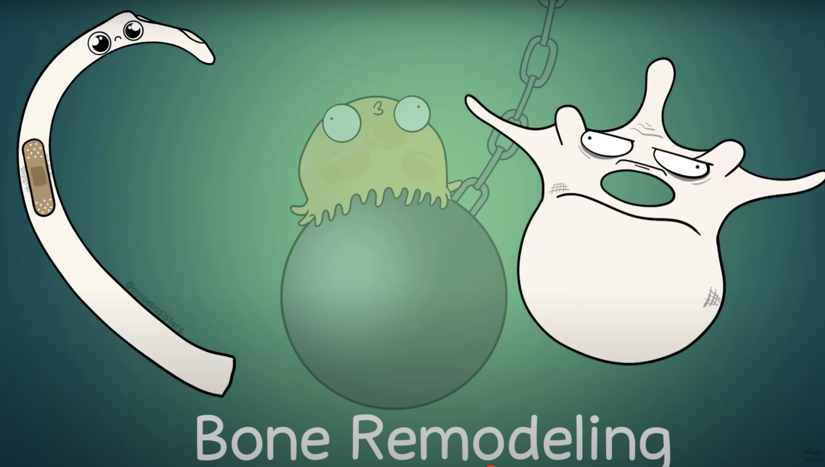 <p><strong><u>Bone Remodeling</u></strong></p><p><strong>_______</strong> <span style="color: blue"><strong>detects</strong></span> <strong>stress</strong>, <strong>fractures</strong>, or <strong>old bones in need for remodeling</strong></p>