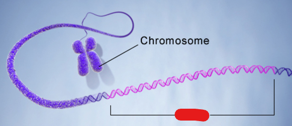 <p>Sections of DNA that code for specific proteins or functional RNA. This is the actual section that codes for the specific protein whereas alleles are the specific configuration in that certain section. Alleles determine phenotypes whereas _____ are just the location on a DNA strand where a certain trait is coded for. The alleles code for a the type of the certain trait expressed at the gene, e.g. humans have a _____ for eyes but they can get an allele for blue eyes if both their parents give them homozygous recessive alleles.</p>