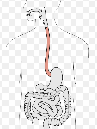 <p>Esophagus</p>