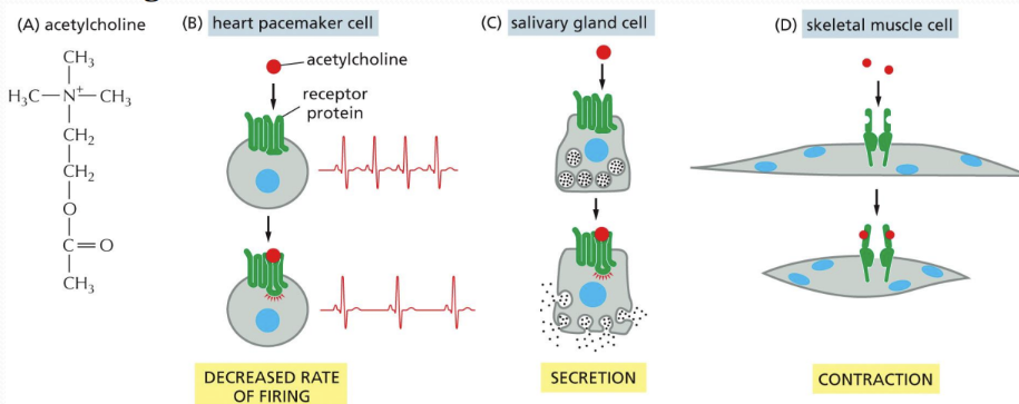 <p><span>Cellular response = different cell types respond to the same signal differently&nbsp;</span></p><ul><li><p class="Paragraph SCXW233958001 BCX0" style="text-align: left"><span>Dependent on internal signals, effectors, and genes&nbsp;</span></p><p class="Paragraph SCXW233958001 BCX0" style="text-align: left"><span>Ex responses:&nbsp;&nbsp;</span></p></li></ul><ul><li><p class="Paragraph SCXW233958001 BCX0" style="text-align: left"><span>Decreased firing rate&nbsp;</span></p></li></ul><ul><li><p class="Paragraph SCXW233958001 BCX0" style="text-align: left"><span>Secretion&nbsp;</span></p></li></ul><ul><li><p class="Paragraph SCXW233958001 BCX0" style="text-align: left"><span>Muscle contraction&nbsp;</span></p></li></ul><p class="Paragraph SCXW233958001 BCX0" style="text-align: left"><span>Response to extracellular signal = can be fast or slow, depends on mechanism of delivery, nature of response and turnover of signals&nbsp;</span></p><ul><li><p class="Paragraph SCXW233958001 BCX0" style="text-align: left"><span><u>Fast response </u>= if changes occur to proteins already present within cell (less than a sec. to mins)&nbsp;</span></p><ul><li><p class="Paragraph SCXW233958001 BCX0" style="text-align: left"><span>altered protein function&nbsp;</span></p></li></ul></li></ul><ul><li><p class="Paragraph SCXW233958001 BCX0" style="text-align: left"><span><u>Slow response</u> = if changes to gene expression or new protein synthesis are required (mins to hrs.)&nbsp;</span></p><ul><li><p class="Paragraph SCXW233958001 BCX0" style="text-align: left"><span>altered protein synthesis&nbsp;</span></p></li></ul></li></ul><p></p>
