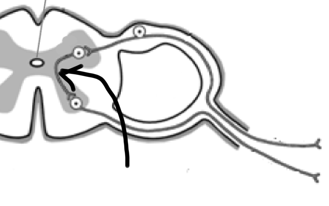 <p>Convert sensory messages to motor messages in the brain/spinal cord. Remember: sensory and motor neurons can be found in peripheral nervous system but interneurons can only be found in central nervous system.</p>