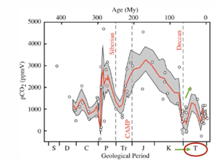 <p>-tertiary trees build C into trunks</p><p>-bring down to current CO2 levels we have rn</p><p>-tree trunks = C sinks</p>