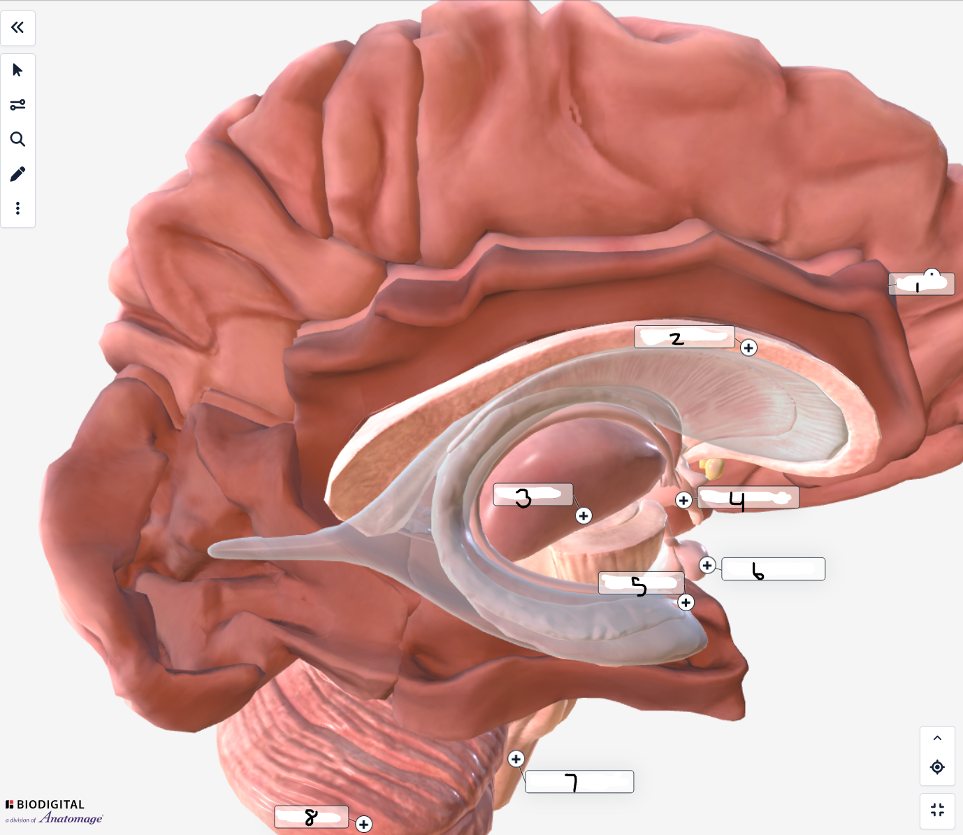 <p>Label the inner brain structures</p>