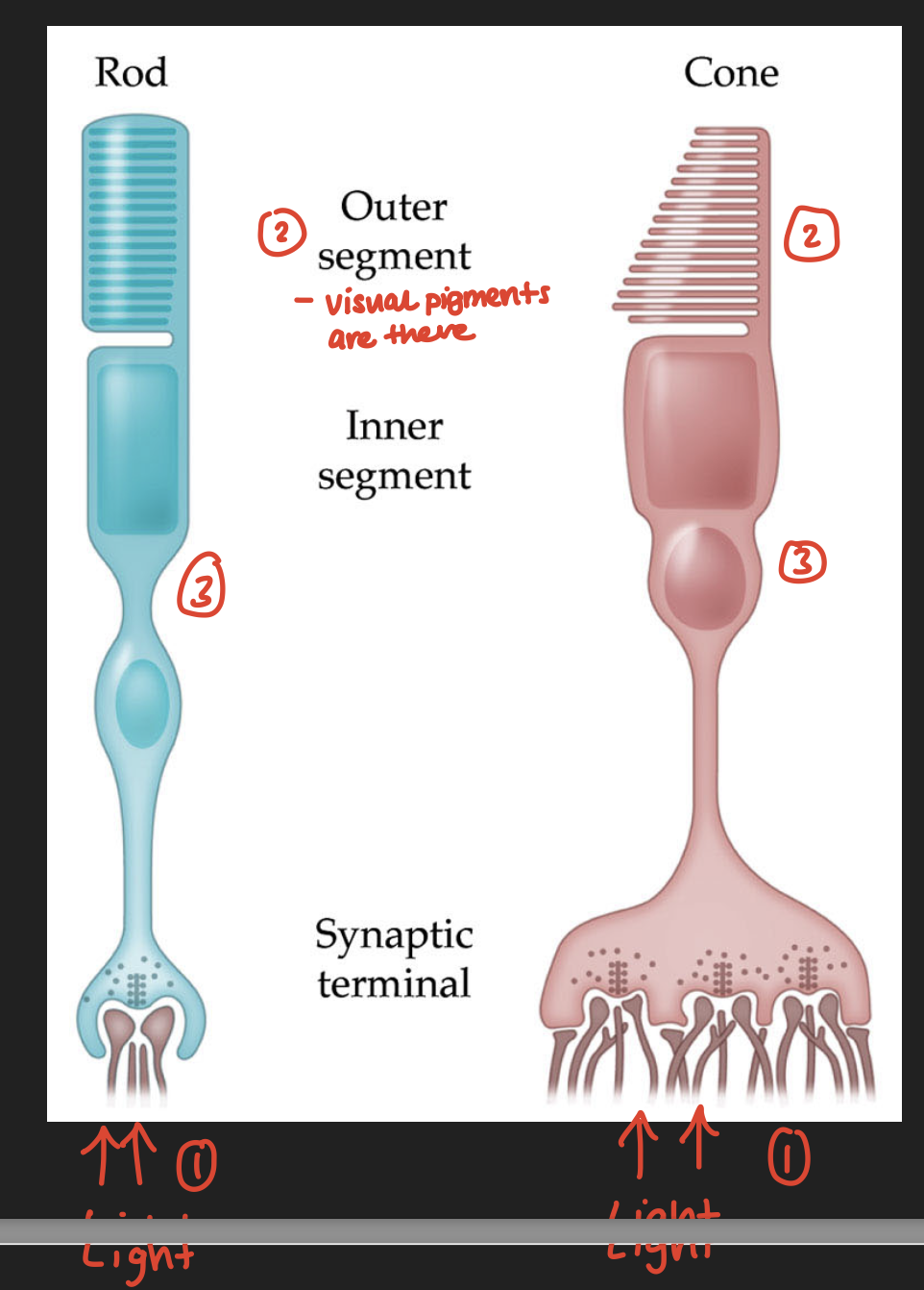 knowt flashcard image