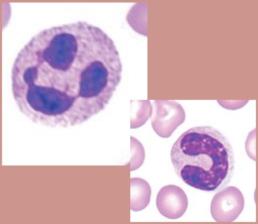 <p><span style="font-family: "Times New Roman", serif">Most abundant WBC. Segmented nucleus. First responders in bacterial infection; phagocytose pathogens.</span></p>
