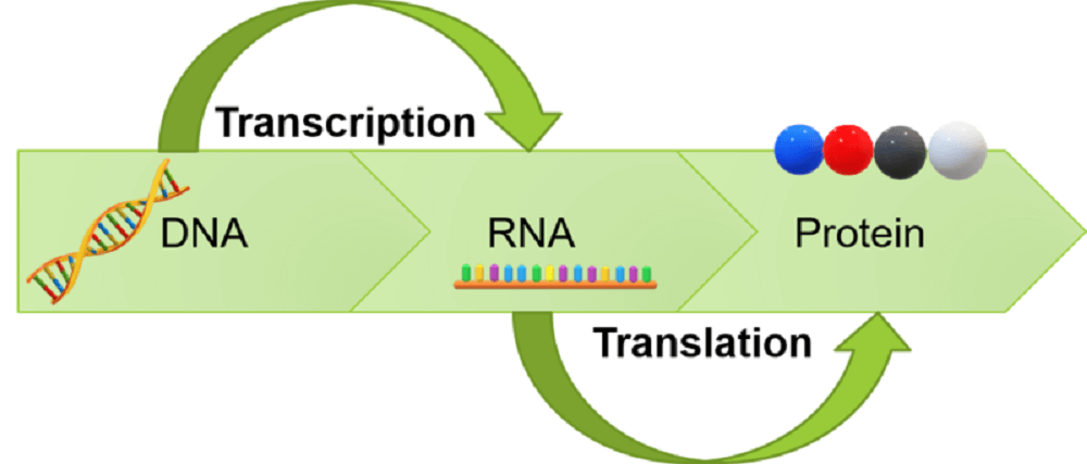 <p>DNA → RNA → PROTEIN</p><p>DNA makes <mark data-color="yellow">RNA (transcription)</mark>, which makes <mark data-color="yellow">PROTEINS (translation)</mark></p><p>DNA → Transcription → Translation</p>