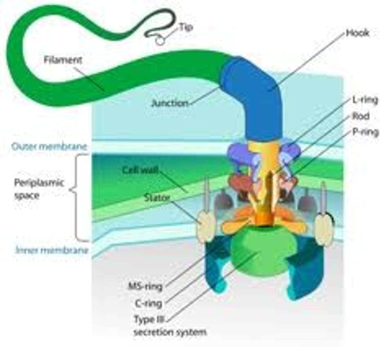 <p>Used for propulsion. Triggered via chemotaxis which is the movement to or from a chemical stimuli. Made of a filament, hollow structure of flagellin anchored by a basal body, and a hook, which connects the filament and the basal body to increase torque.</p>