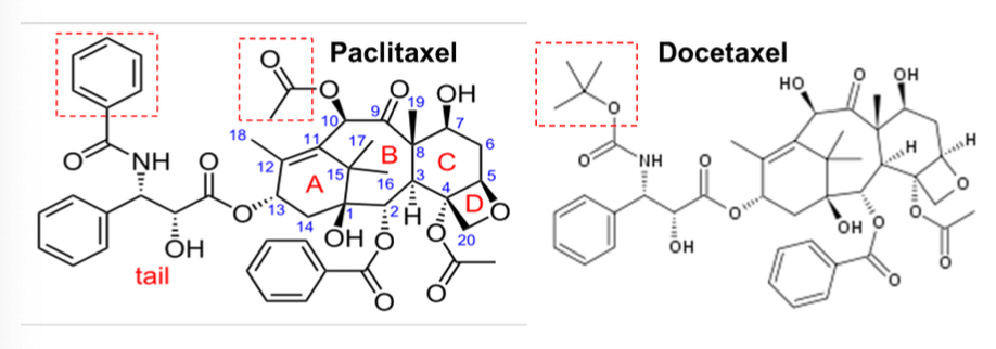 <p>MOA of paclitaxel?</p>