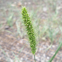 Plains bristlegrass