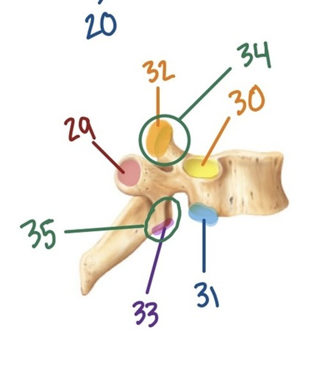 <p>33</p>