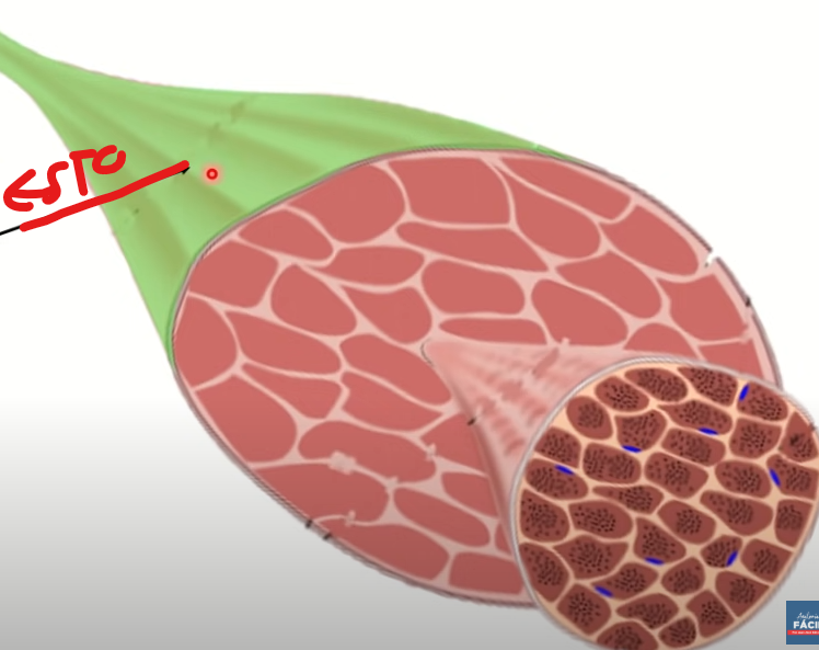 <p>Envuelve al músculo</p><p>Capa más externa del musculo</p>