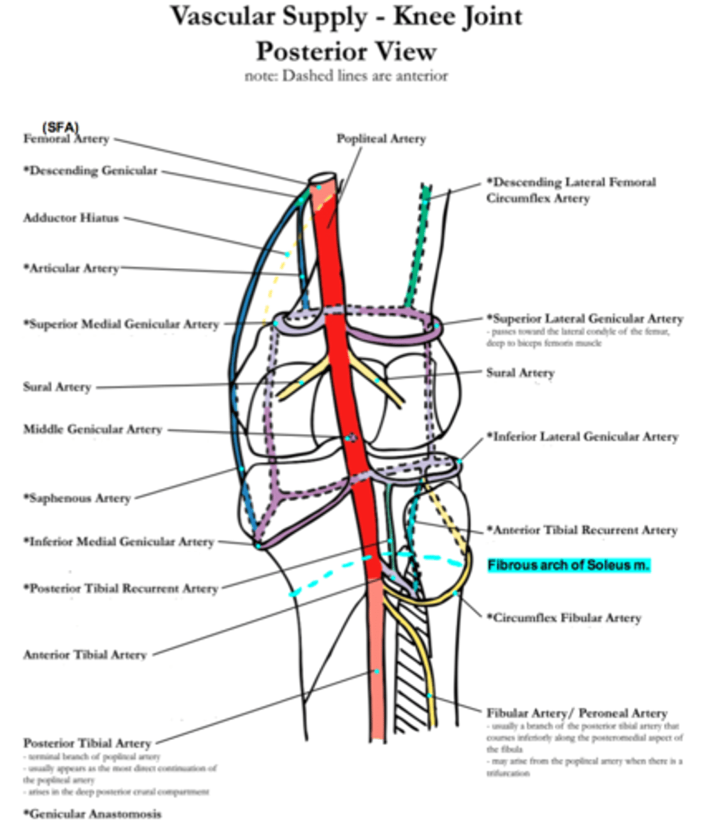 <p>- Branches laterally from popliteal artery</p><p>- Moves superior = "recurrent"</p><p>- Supplies blood to tibia and proximal end of fibula</p>