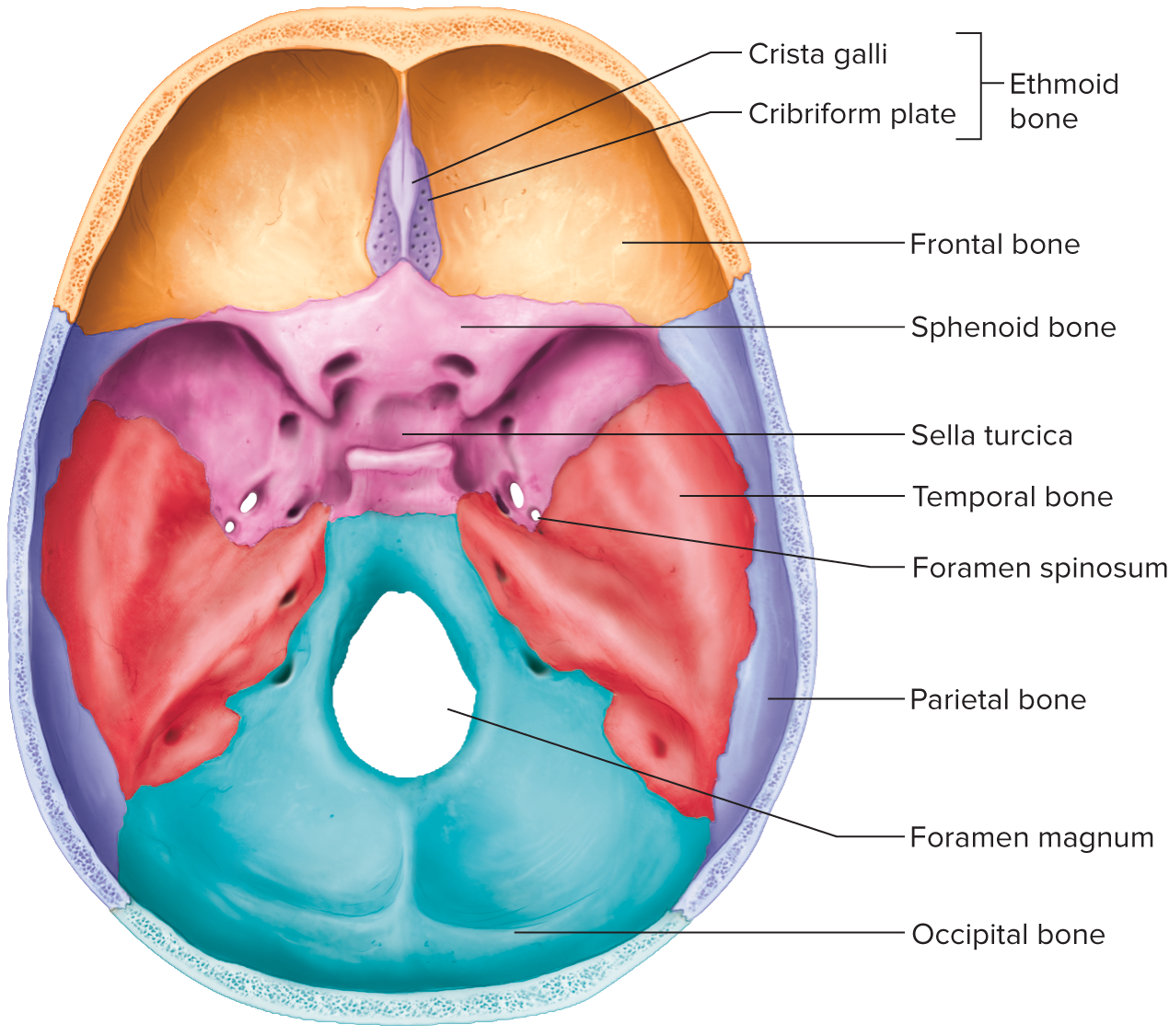 <p>wedged between several other bones in the anterior portion of the cranium</p><p>helps form the base of the cranium sides of the skull, and floors and sides of the orbits</p><p>pituitary gland occupies this depression</p><p>contains two sphenoidal sinuses</p>