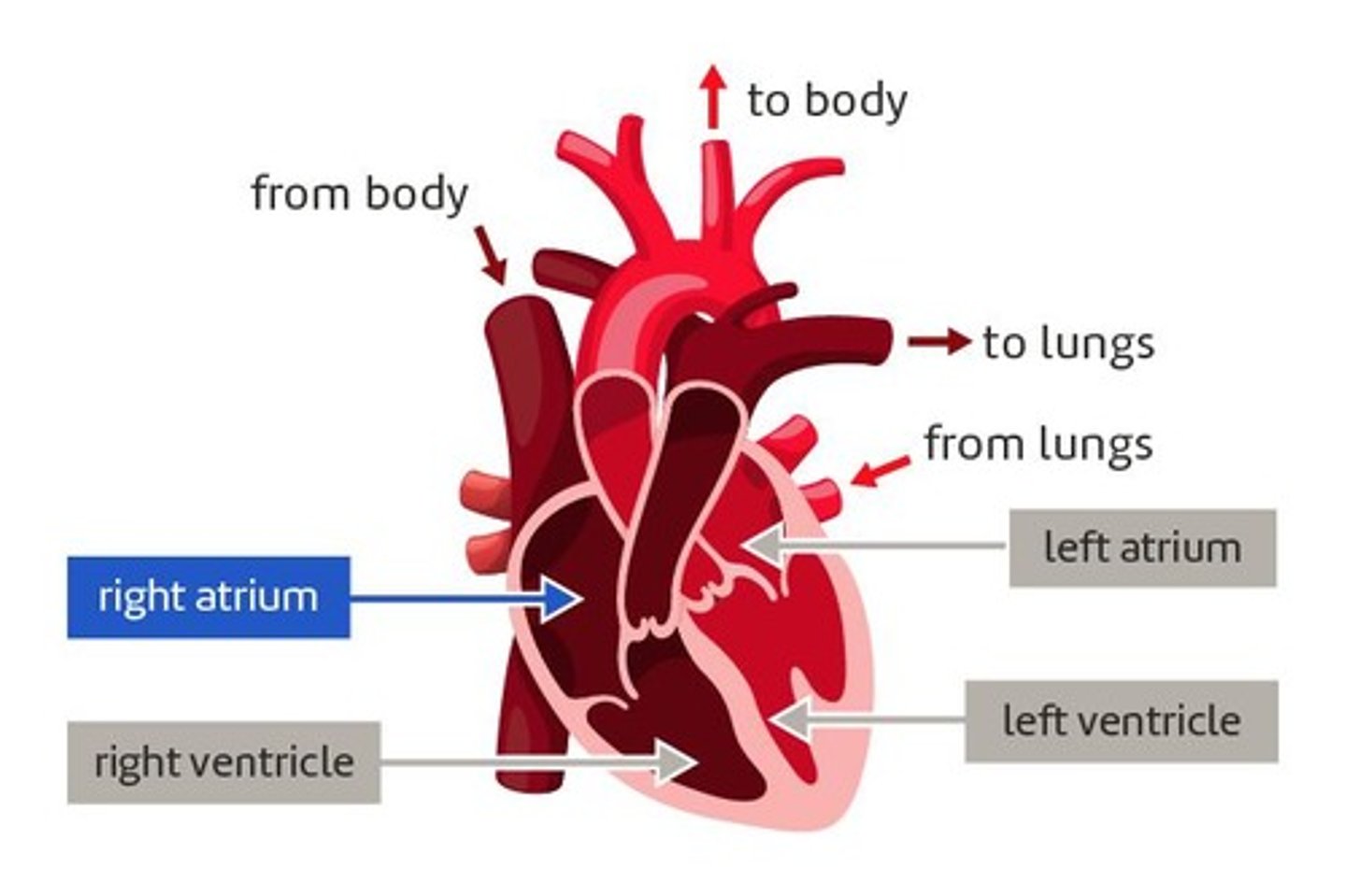 <p>A muscular organ that pumps blood around the body</p>