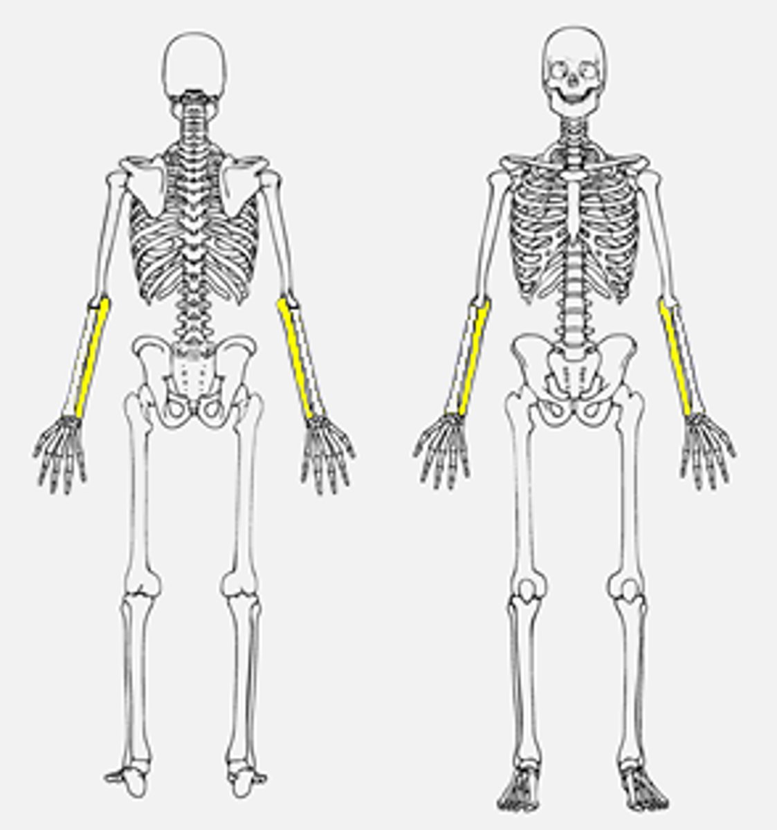 <p>Inner and larger bone of the forearm, attached to the wrist and located on the side of the little finger.</p>