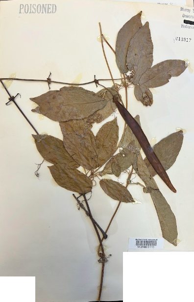 <p>Family + Genus</p>