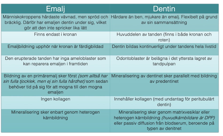 <p>E:<mark data-color="green" style="background-color: green; color: inherit"> hårdast, spröd </mark><br>D: hårdare än ben, mjukare än emalj, flexibel<br><br>E: <mark data-color="green" style="background-color: green; color: inherit">endast i kronan, EJ vid roten</mark><br>D: största del av tanden (krona+rot)<br>E: <mark data-color="green" style="background-color: green; color: inherit">emaljtillverkning stannar då kronan är gjord</mark><br>D: dentintillverkningen fortsätter hela liver (sekundärt+ tertiärt dentin)<br>E: <mark data-color="green" style="background-color: green; color: inherit">Inga ameoloblaster som kan reparera emalj i framtiden</mark><br>D: Odontoblaster belägna yttersta lagret av tandpulpan<br><br>E: <mark data-color="green" style="background-color: green; color: inherit">Bildning av primäremalj sker först (full tjocklek, ej fullt mineraliserad) behöver sen tid för att mogna</mark><br>D: Bildning av predentin (EJ full tjocklek, ej fullt mineraliserad) sker parallelt med mineraliseringen av dentinet<br><br>E: <mark data-color="green" style="background-color: green; color: inherit">Inget kollagen</mark><br>D: Kollagen finns (förutom i peritubular dentin)<br><br>E: <mark data-color="green" style="background-color: green; color: inherit">Mineralisation sker endast genom heterogen nucleation</mark><br>D: mineralisering sker genom matrixvesiklar, heterogen nucleation eller passiv diffusion från blodserum (beroende på dentintyp)</p>