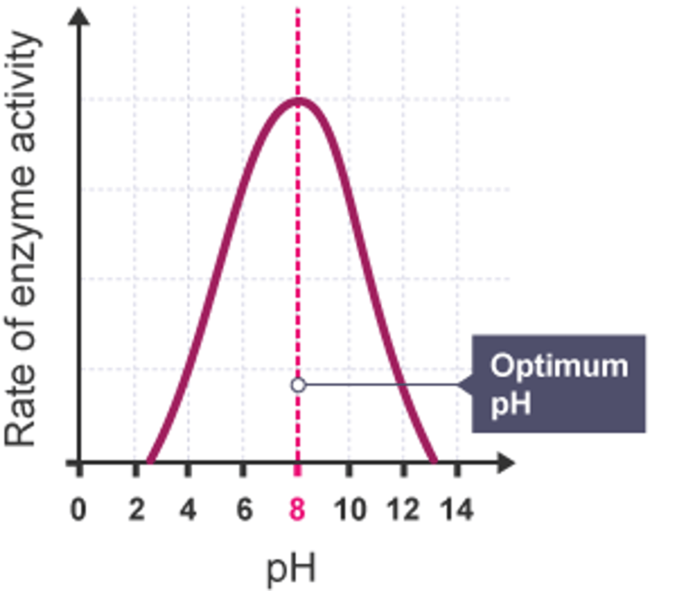 <p>- Enzymes have an optimum pH.</p><p>- pH changes break hydrogen and ionic bonds in the enzyme's tertiary structure</p><p>- Altering the active site's shape</p><p>- The substrate is no longer complementary, and the enzyme is denatured</p>