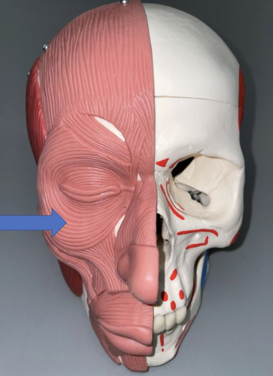 <p>muscle name & function</p>