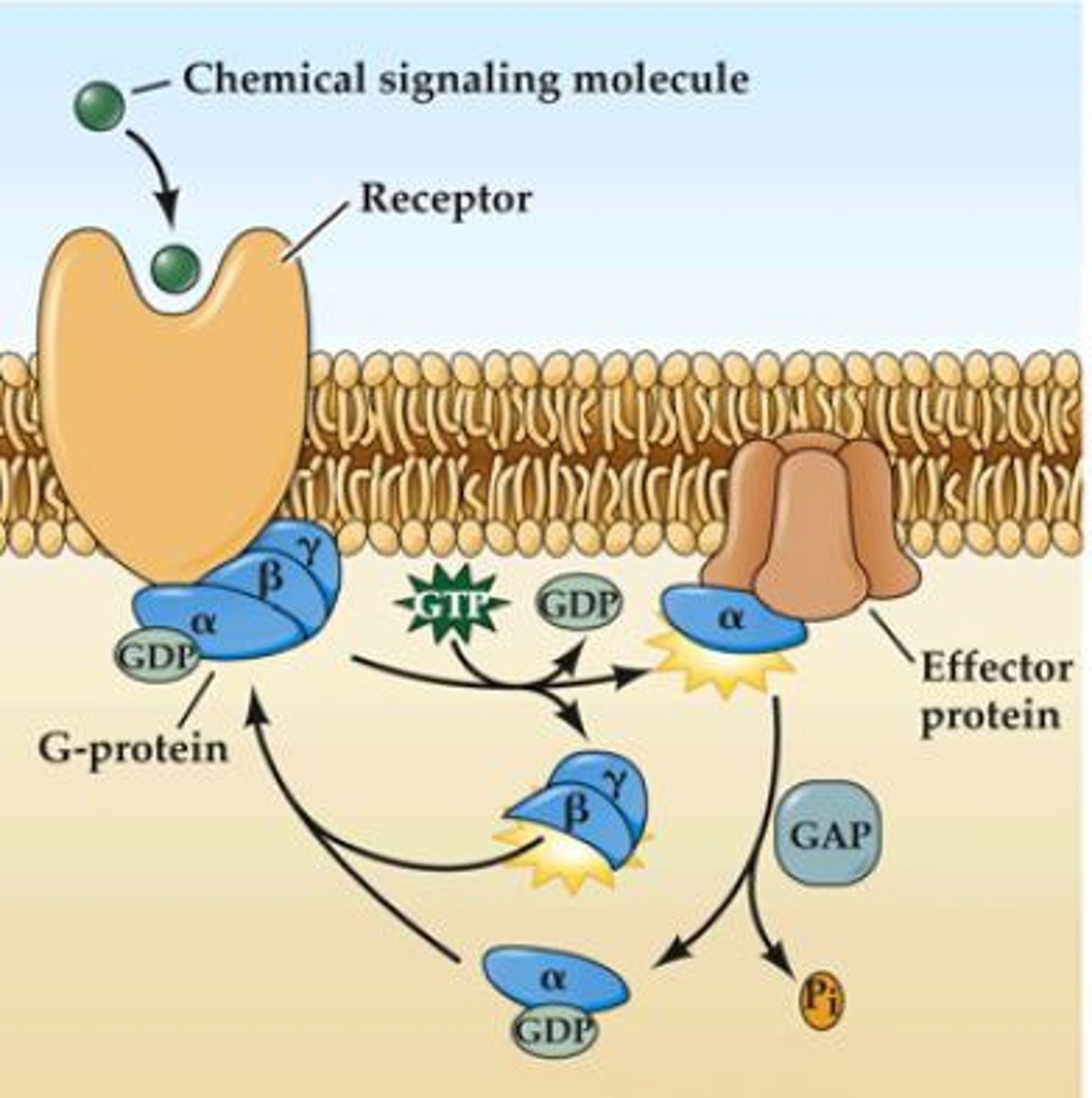 <p>-signal molecule binds to the transmembrane recptor- conformationchange</p><p>- recptor binds to the alpha protein, that binds to beta and gamma</p><p>- can then bind GDP and GTP</p><p>- can interact with the downstream enzyme and increase it's activity</p>