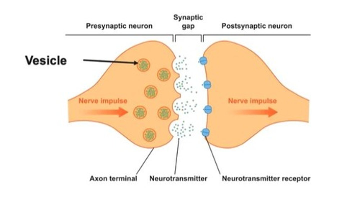 <p>Gap between neurons for neurotransmitter transmission.</p>
